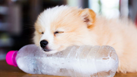 A small dog resting its chin on a plastic bottle of water.