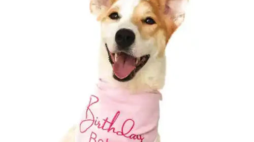 A smiling pup with a pink "Birthday Babe" bandana.