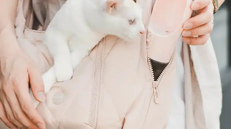 Signs Your Cat May Not Be Feeling Well