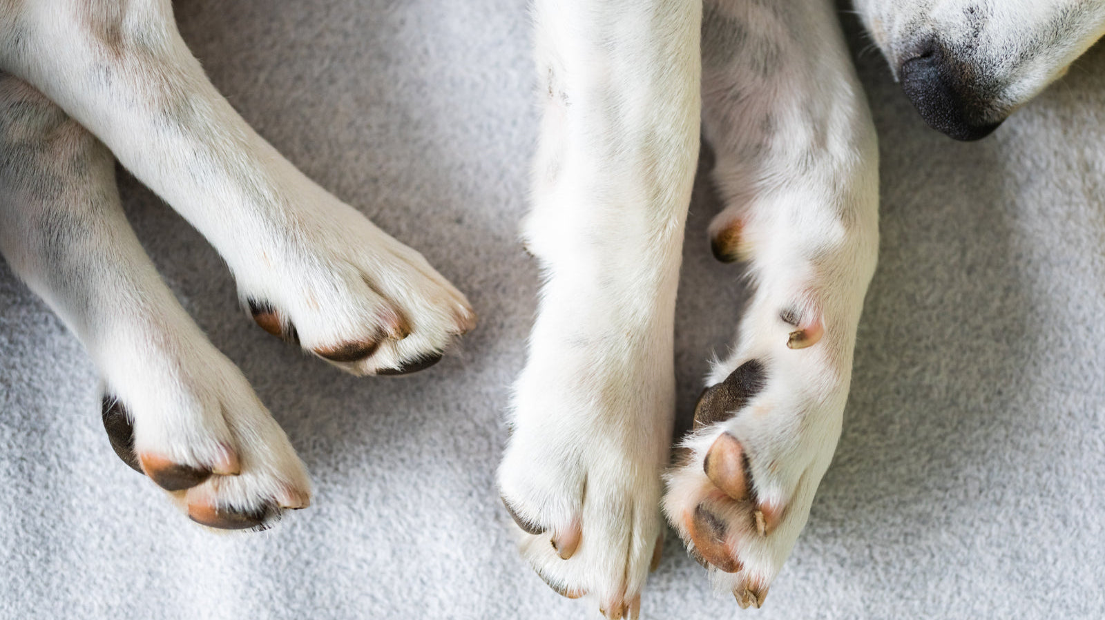 Beagle dog tired sleeps on a cozy sofa. Closeup of all fours legs and paws to illustrate how to measure dog paws for booties