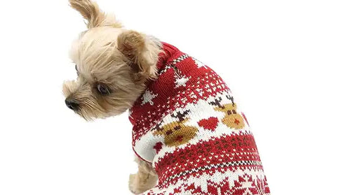 Small dog in a Christmas sweater from the back as dog looks back.