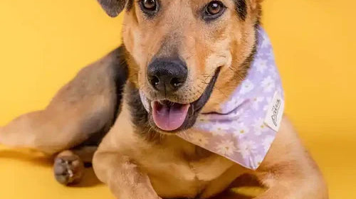 Dog wearing a stylish purple dasiy bandana.