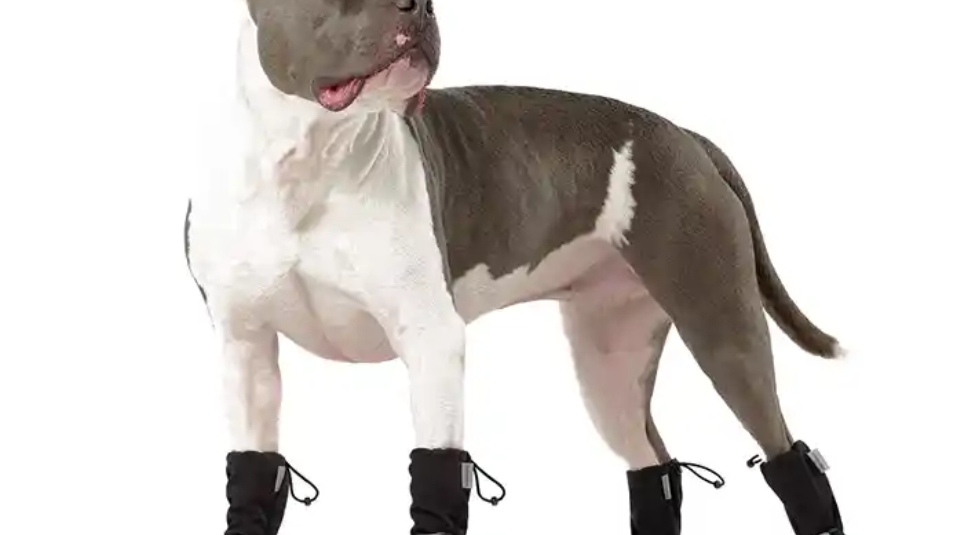 A dog wearing soft, black booties with reflective strips