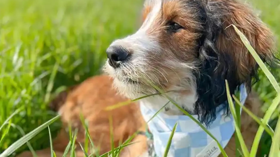 Dog wearing blue and white checkered bandana in tall grass.