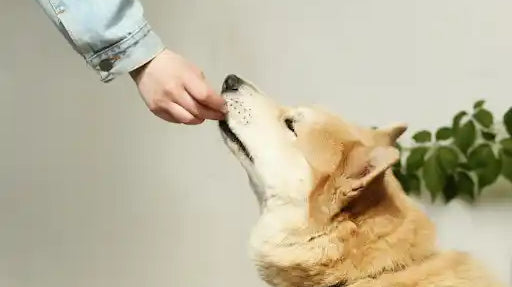 Person feeding their dog
