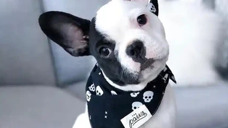 French bulldog wearing a Halloween bandana with skulls on it.