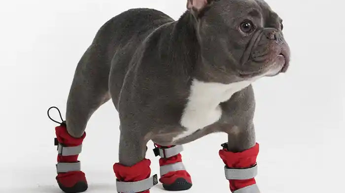 Frenchie wearing red dog booties with double velcro straps and a rip cord closure as well