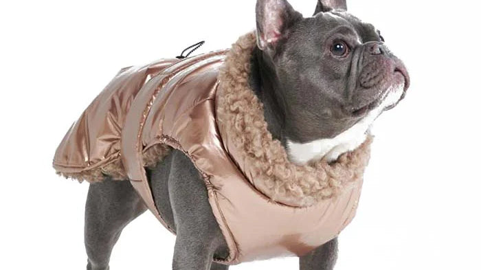 A Frenchie wearing a Metallic Slip-on Insulated Dog Jacket.