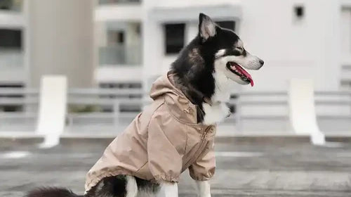 A husky wearing a Beige "Brooklyn" Dog Rain Jacket outdoors