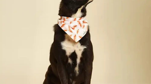 Cut dog with a hot dog bandana on to illustrate Things to Put on Your Dog’s Bandana.