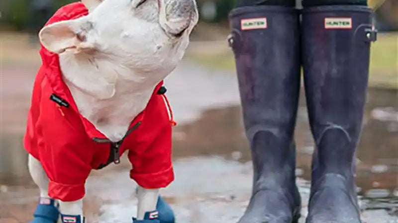 A small white dog in a red raincoat and blue booties on a wet day to help illustrate how to get dog booties to stay on.