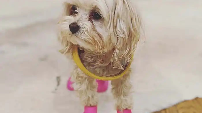 Toy Maltipoo Wearing Wagwear Mojave Dog Booties