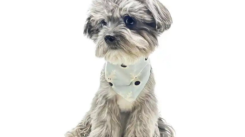 Neo, a half Maltese, 1/4 Shih Tzu, 1/4 Pom, wearing an adorable bandana.