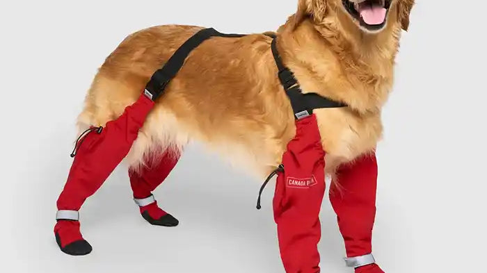 How to Put on Dog Booties