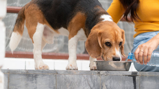 Beagle drinking from a dog bowl on outside steps as owner uses bottled water to fill it.