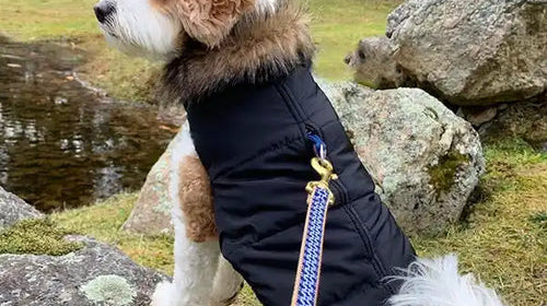 A small dog wearing an Aspen Puffer Dog Coat with front paws on a rock looking over a pond.
