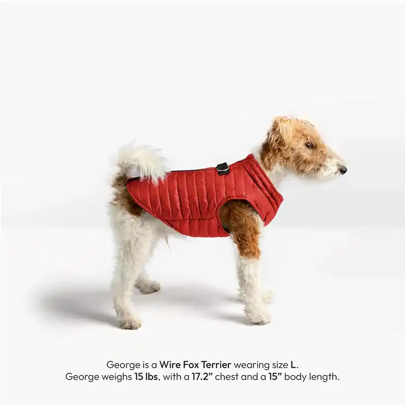 Side view of a dog wearing a red puffer vest.