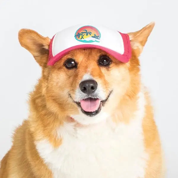 corgi with pink trucker hat
