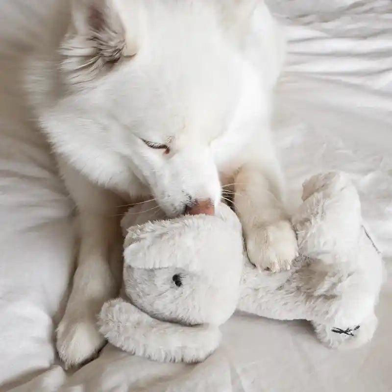 White dog playing with plush toy