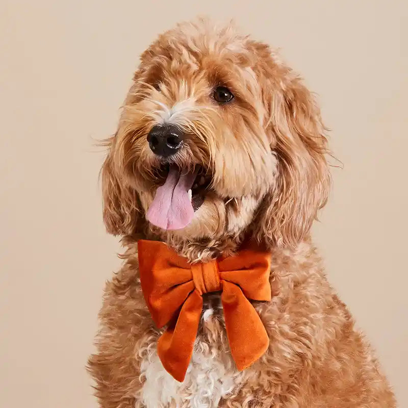 A fluffy dog wearing an orange velvet bow tie.