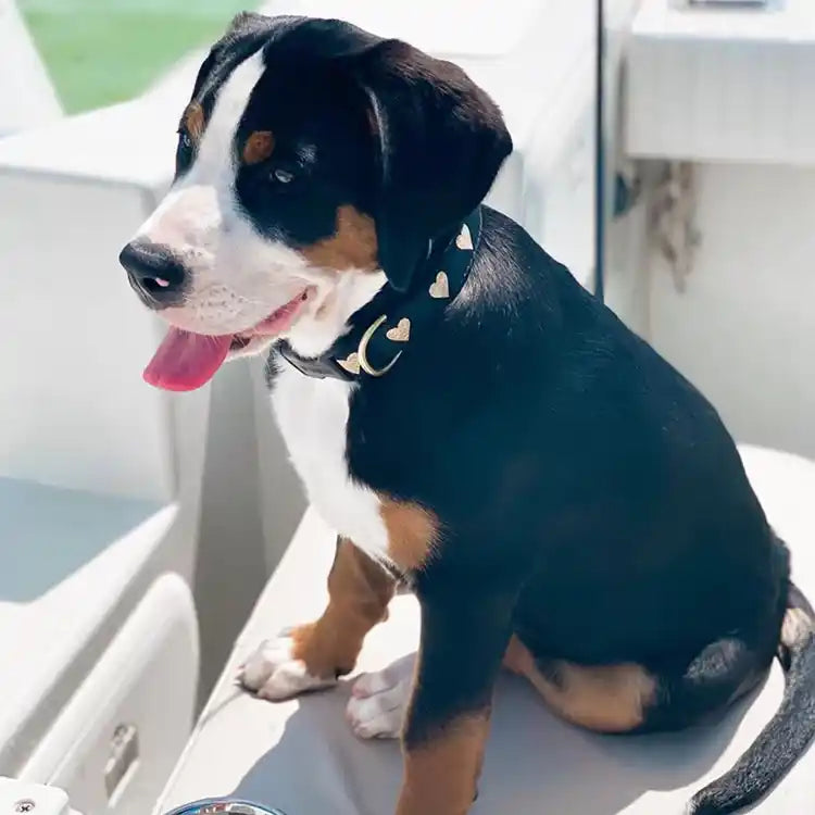 dog wearing heart of gold dog collar lifestyle image