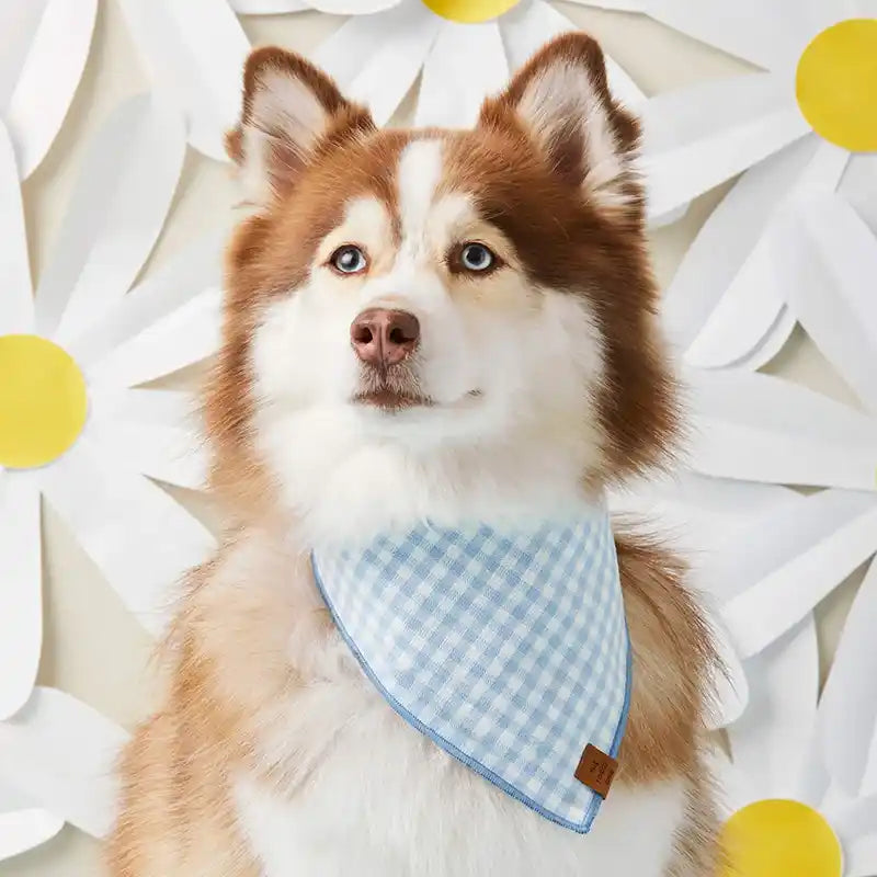 the foggy dog sky blue gingham bandana styled