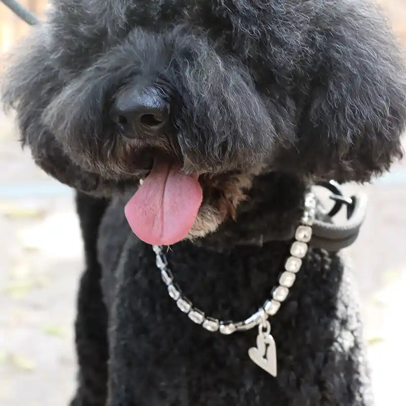 dog wearing whisker link heart an bone tag