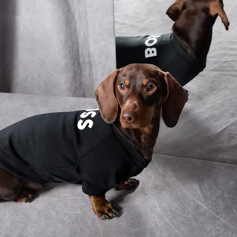 dachsund wearing BOSS Dog Essentials Sweater in Black