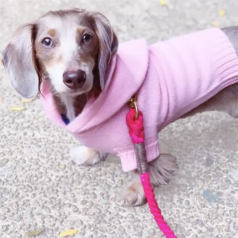 Dachsund wearing a pink cashmere hoodie on a leash