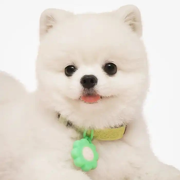 Clover Safety LED Light MiAmore Pets