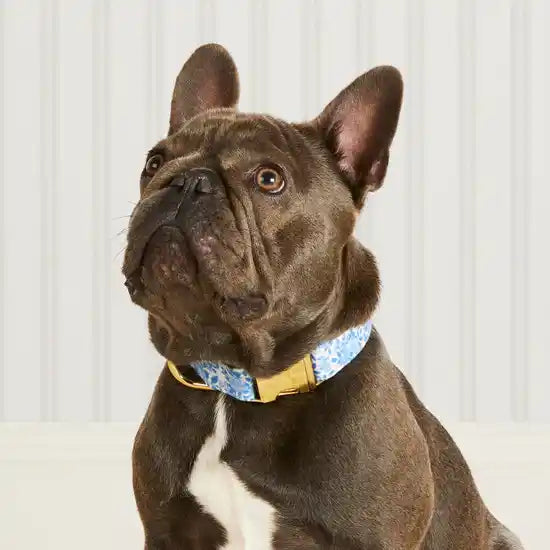 frenchie wearing garden party collar