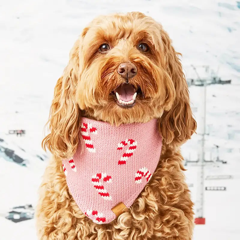 Dog wearing a pink knitted bandana with candy cane patterns in a snowy landscape