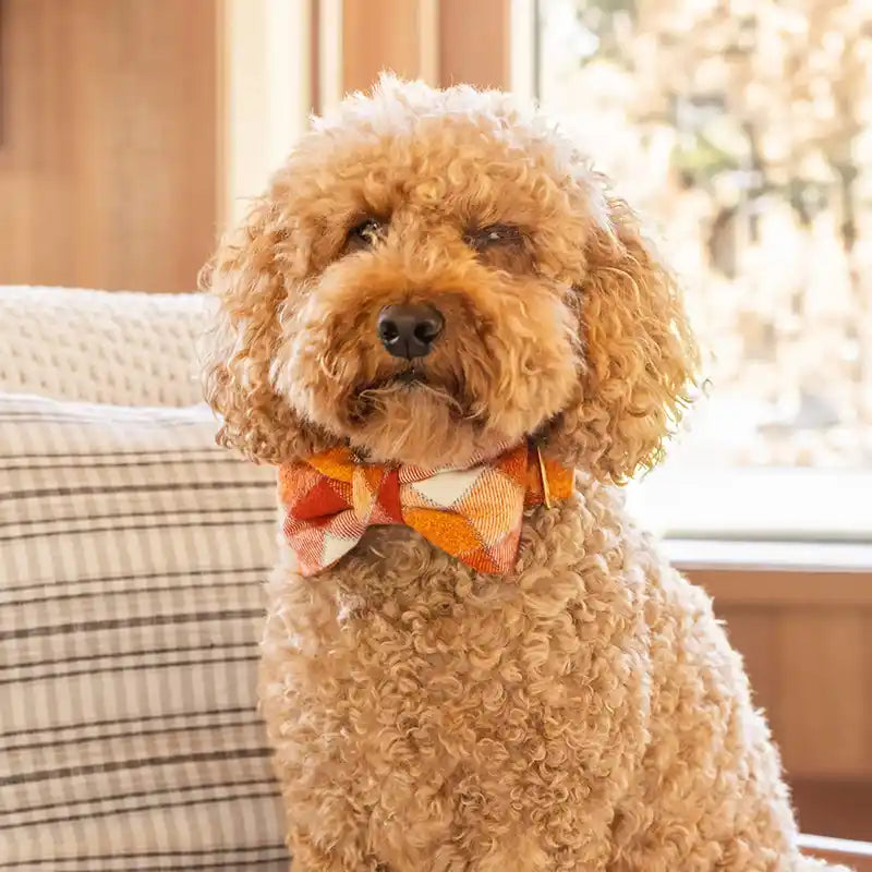 Fluffy poodle wearing an orange plaid bowtie.