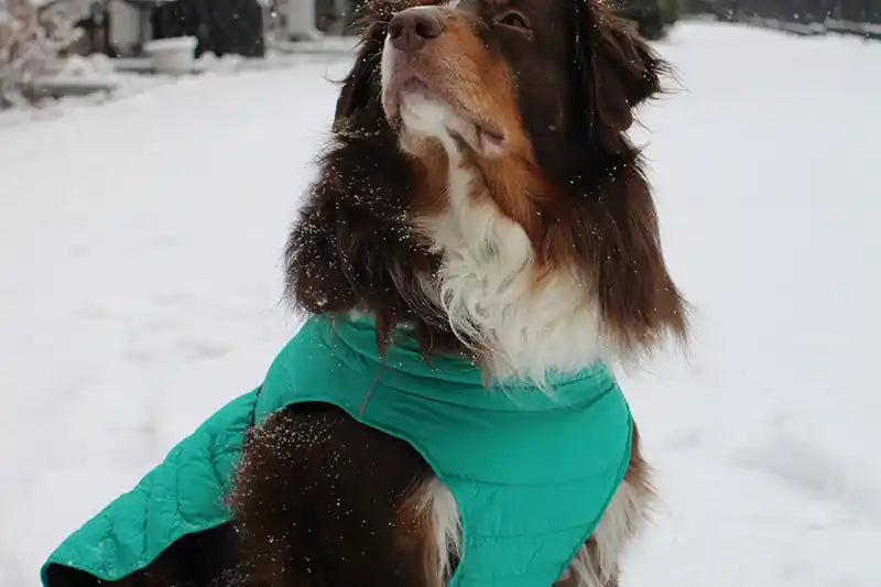 Dog wearing a green coat standing in the snow