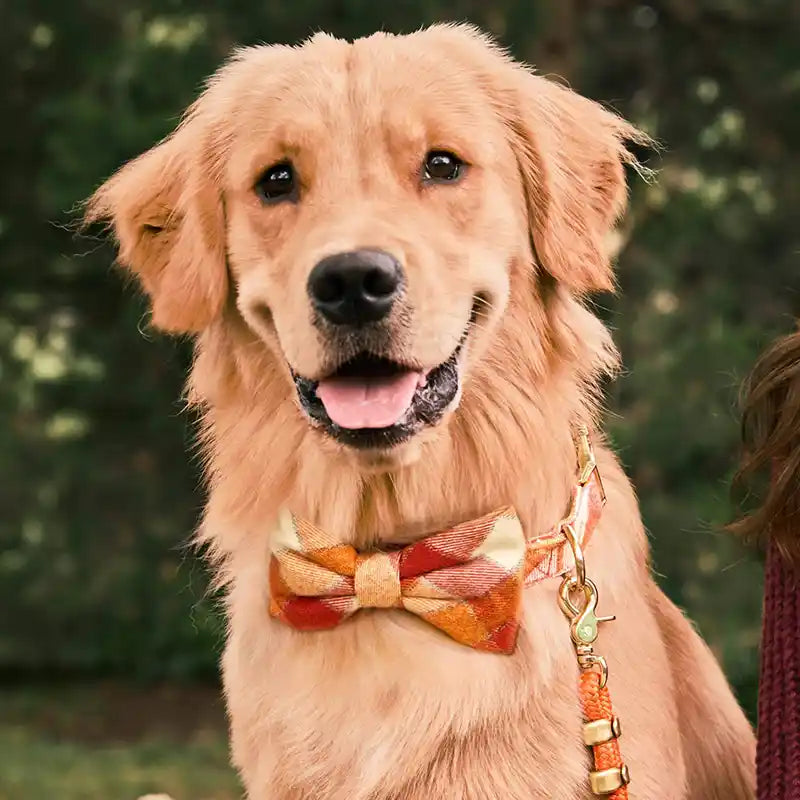 Golden retriever wearing a colorful plaid bowtie.