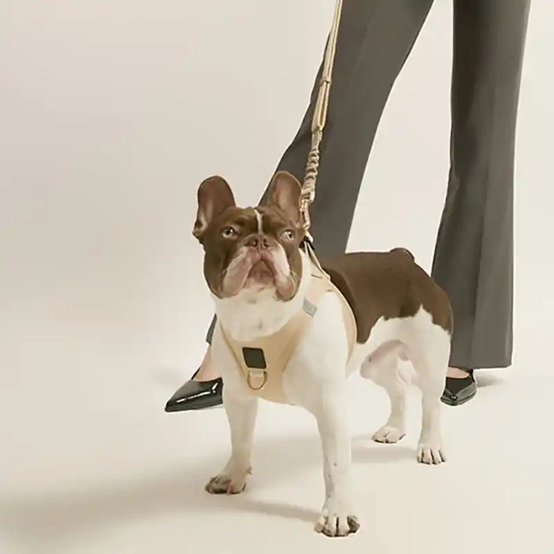 A French bulldog wearing a beige harness and leash, standing in front of a person holding the leash.