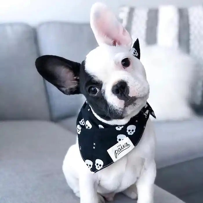 frenchie wearing skulls dog bandana