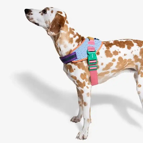 galaxy fly harness on a dog