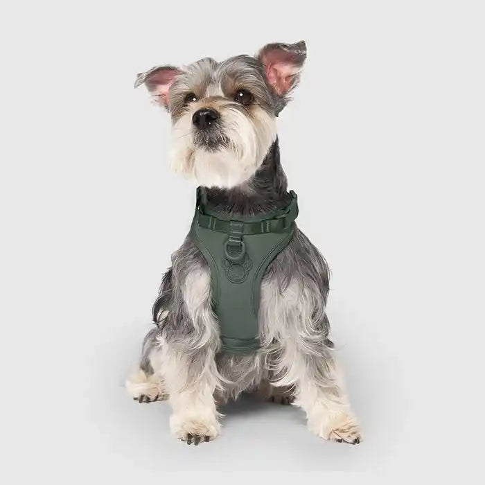 front view of schnauzer wearing green everything neoprene harness