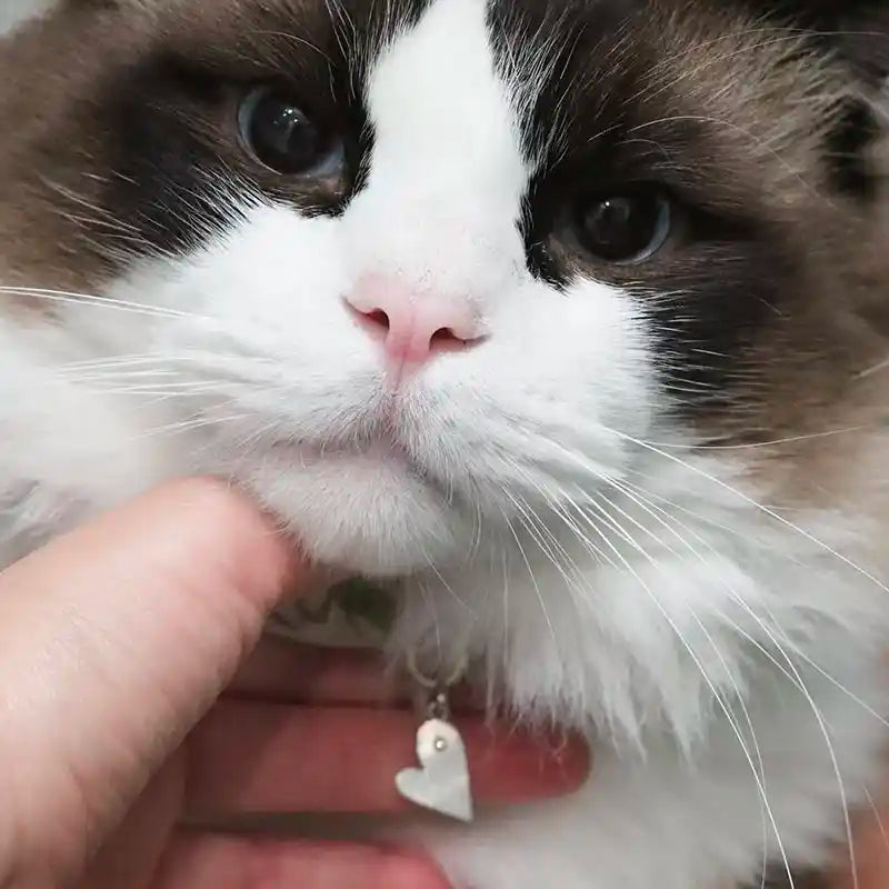 kitten wearing heart id tag