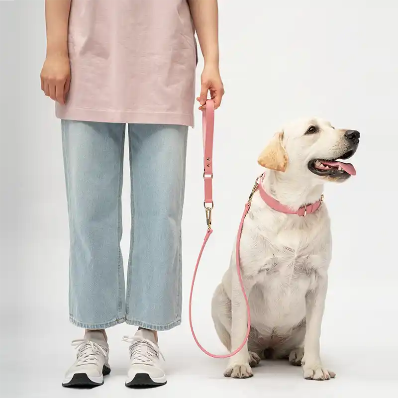 Woman holding a pink dog leash with a white dog wearing pink collar on a plain background
