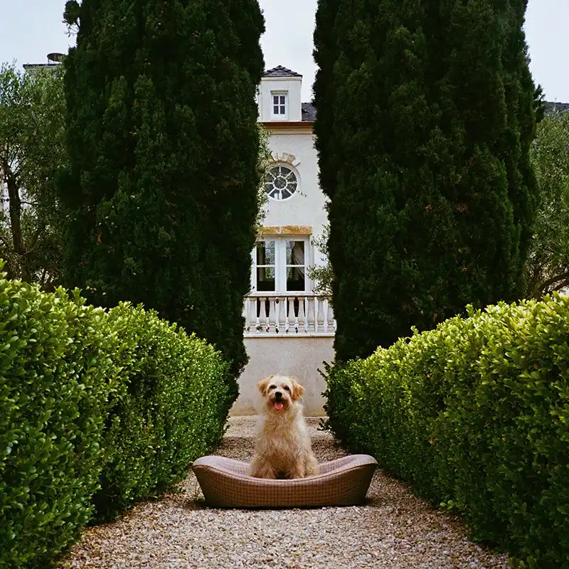 Dog sitting on tan enid blythe bed outside