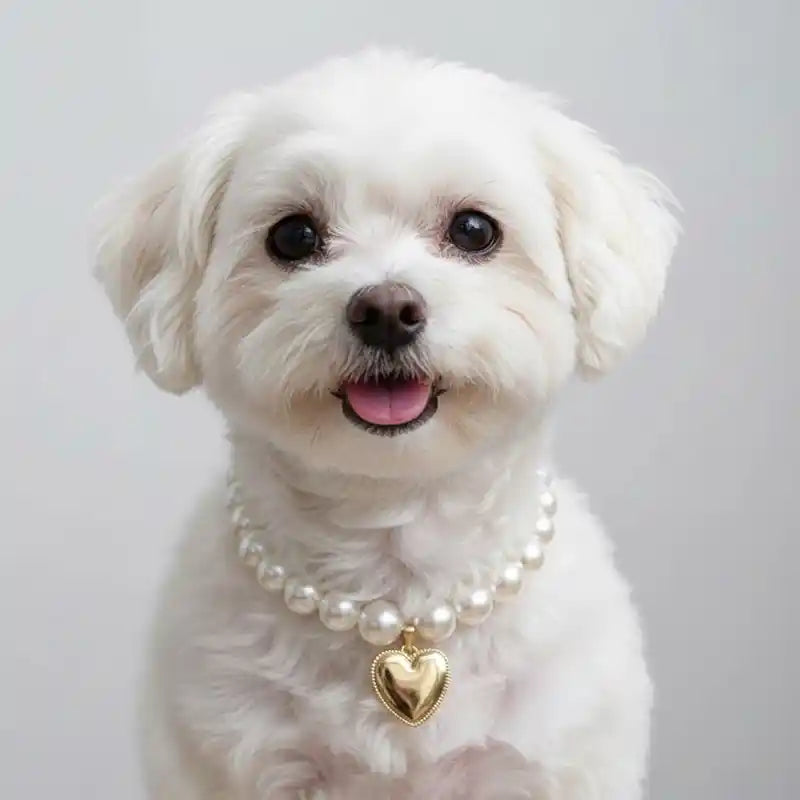 Small white dog wearing a pearl necklace with a gold heart charm on a plain background