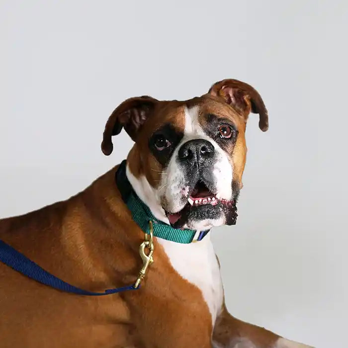 dog wearing navy martingale collar