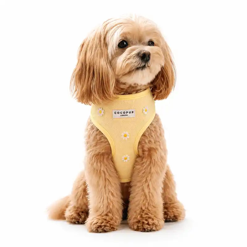 Maltipoo dog wearing a yellow harness adorned with white daisies on a white background