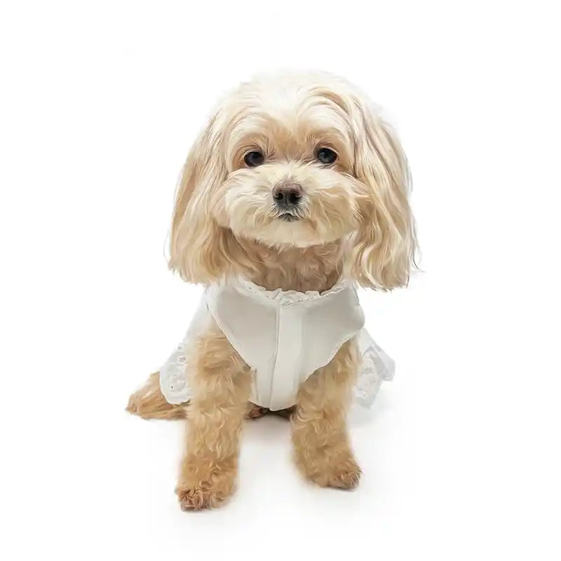 dog modeling white dress