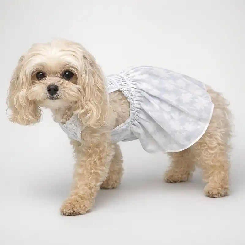 Maltipoo in Blue Daisy Dress