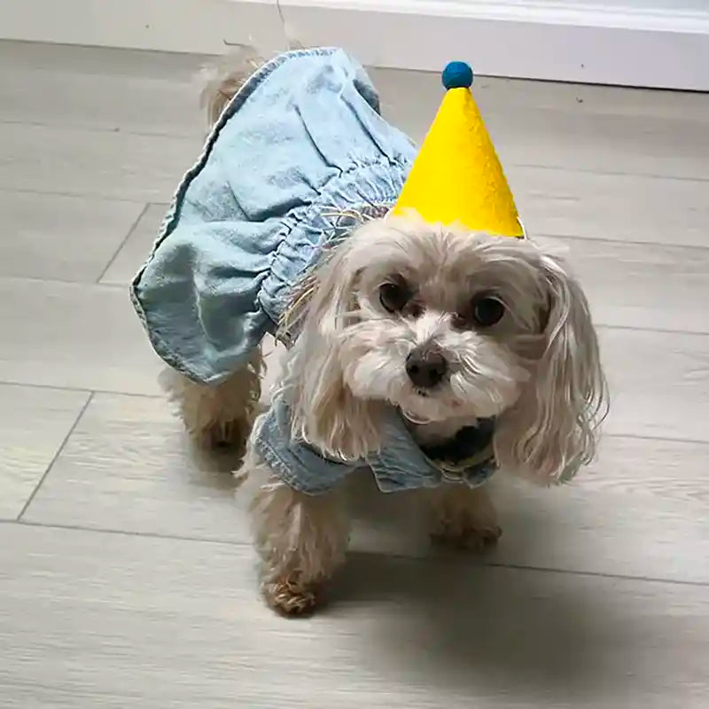 matlipoo wearing birthday hat