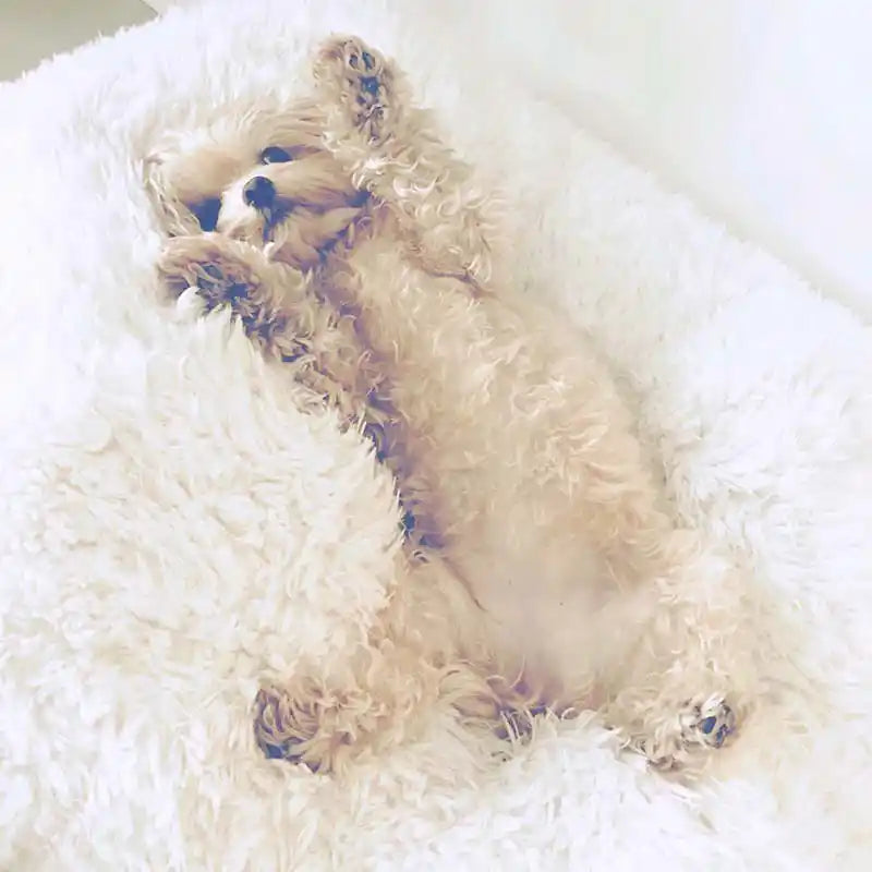 MB Pod Dog Bed with dog stretching out