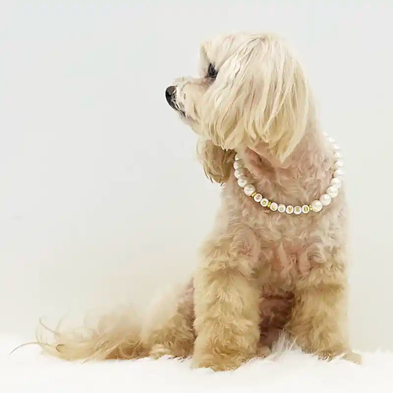 maltipoo wearing so loved pearl necklace
